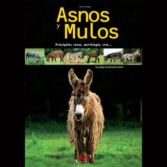 [Spanish] - Asnos y mulos