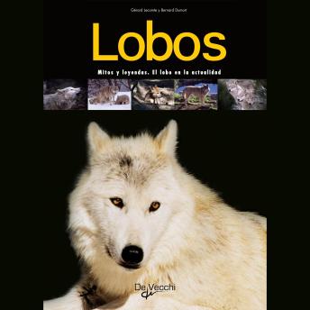 [Spanish] - Lobos. Mitos y leyendas. El lobo en la actualidad
