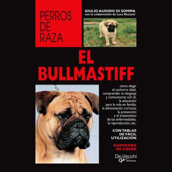 [Spanish] - El Bullmastiff
