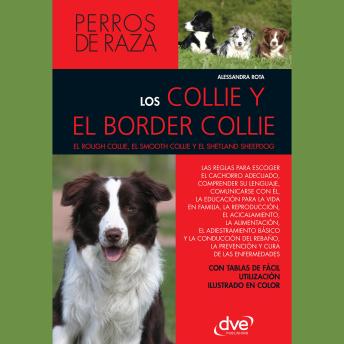 [Spanish] - Los collie y el border collie