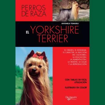 [Spanish] - El yorkshire terrier