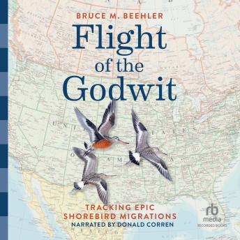 Flight of the Godwit: Tracking Epic Shorebird Migrations