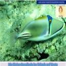 Die kleine Rosalinda im Urlaub auf Kreta: Aus dem gleichnamigen Buch: Die Abenteuer der kleinen Rosa Audiobook