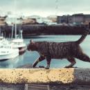 Adventures of Coopero and Kittycat, Book I Audiobook