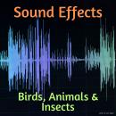 Sound Effects: Birds, Animals & Insects, Listen & Live Audio 