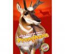 Pronghorn: Blastoff! Readers: Level 3 Audiobook