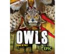 Owls Audiobook