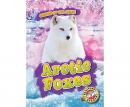 Arctic Foxes, Rebecca Pettiford