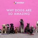Why Dogs Are So Amazing Audiobook