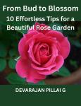 From Bud to Blossom: 10 Effortless Tips for a Beautiful Rose Garden Audiobook