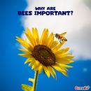 Why are Bees Important?: The Story of Honey Bees Audiobook